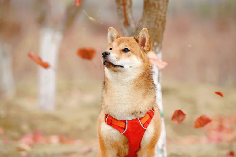 Shiba Inu (SHIB) is Now the 3rd Most Held Token by Whales on Ethereum 5